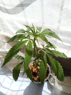 Cannabis Plant